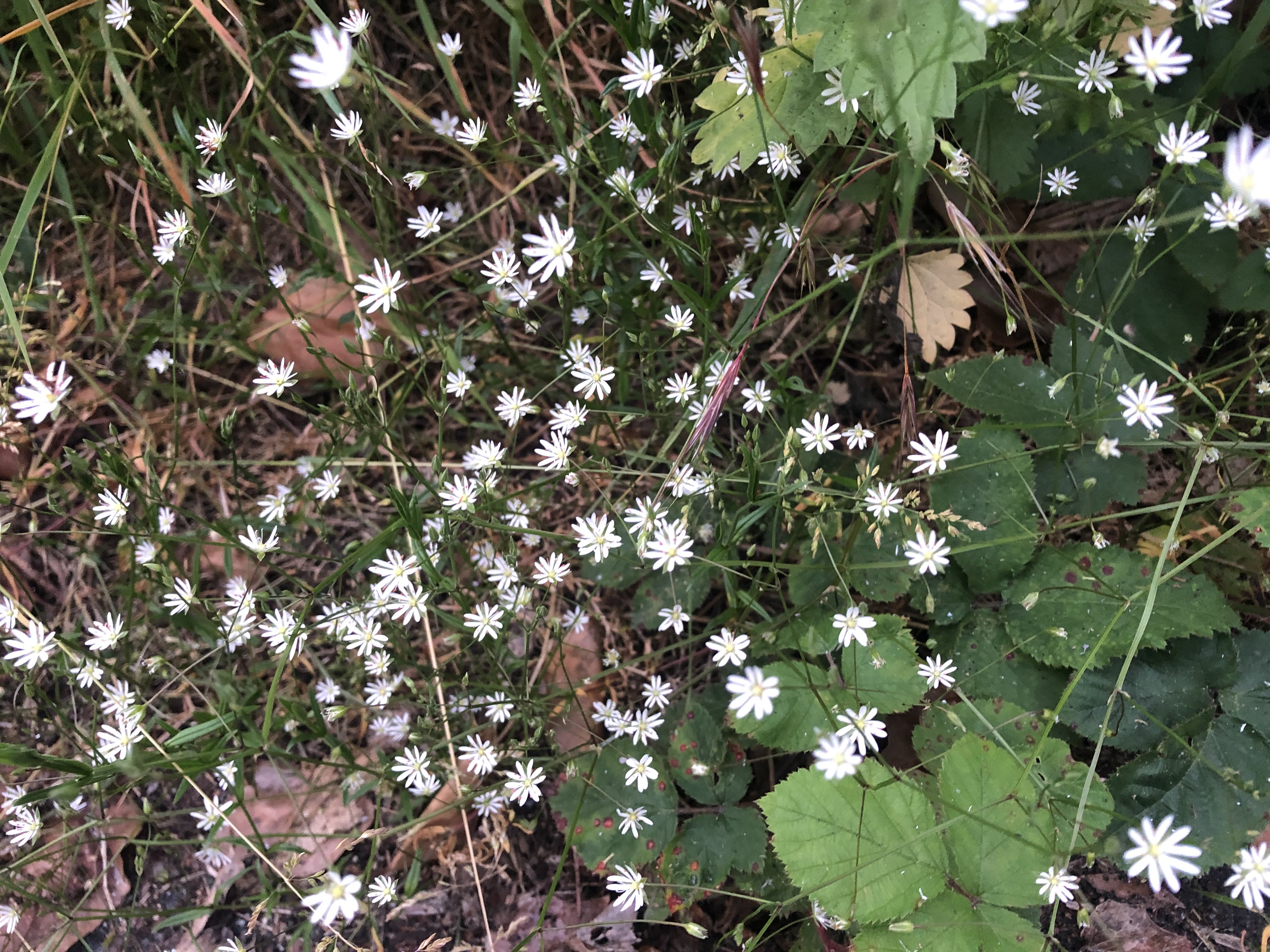 small white flower between blackberry leaves and grass